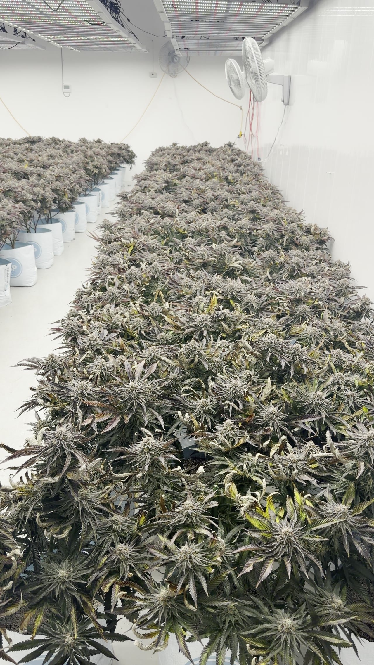 Salle de culture Château Bloom