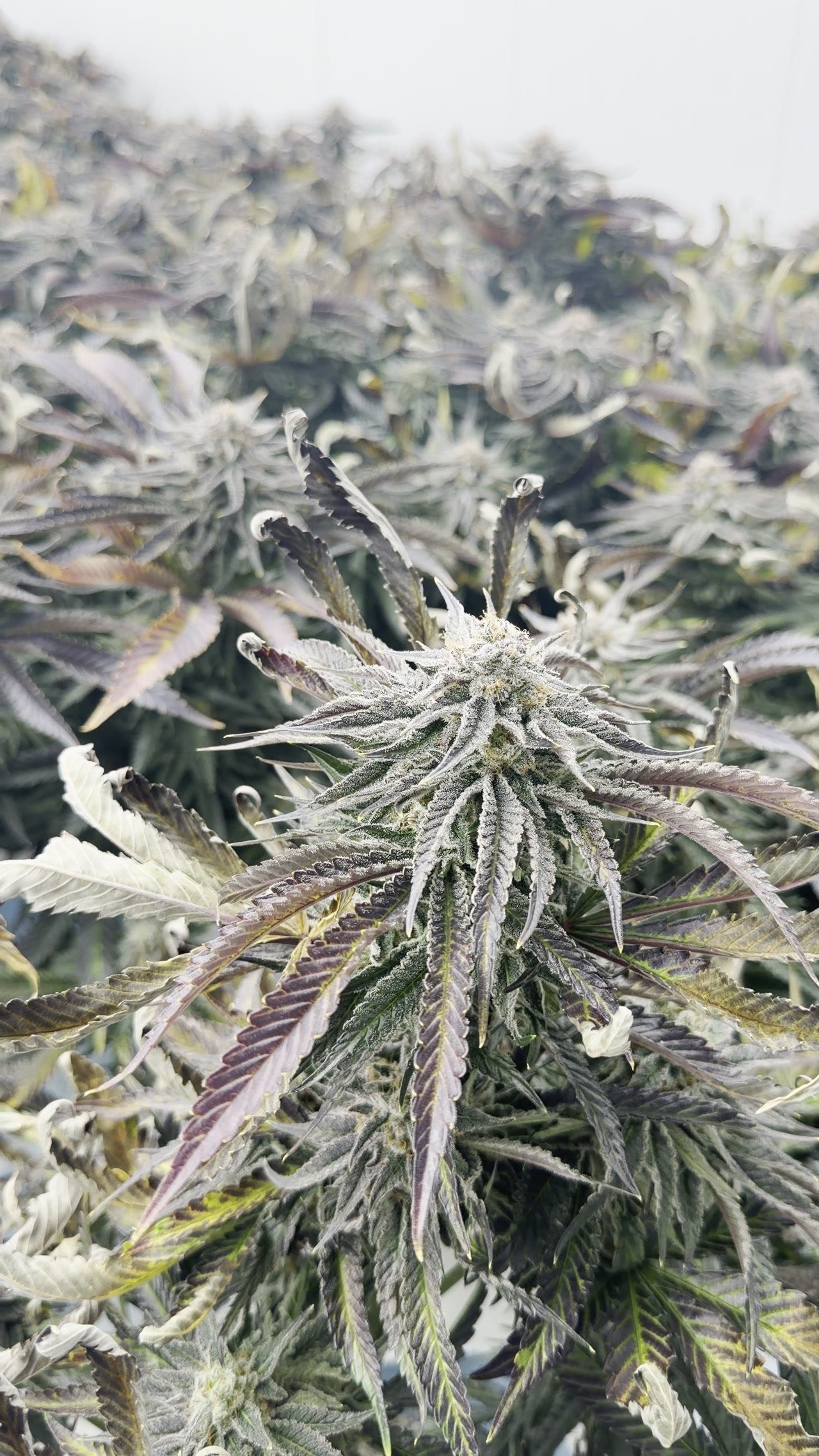 Trichomes sur fleur de cannabis — culture Château Bloom