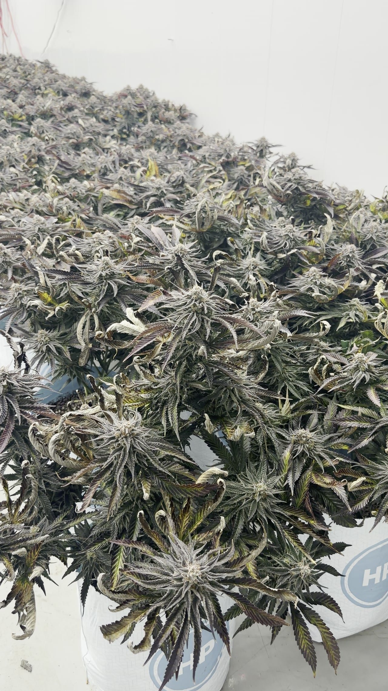 Plants de cannabis dans les installations Château Bloom