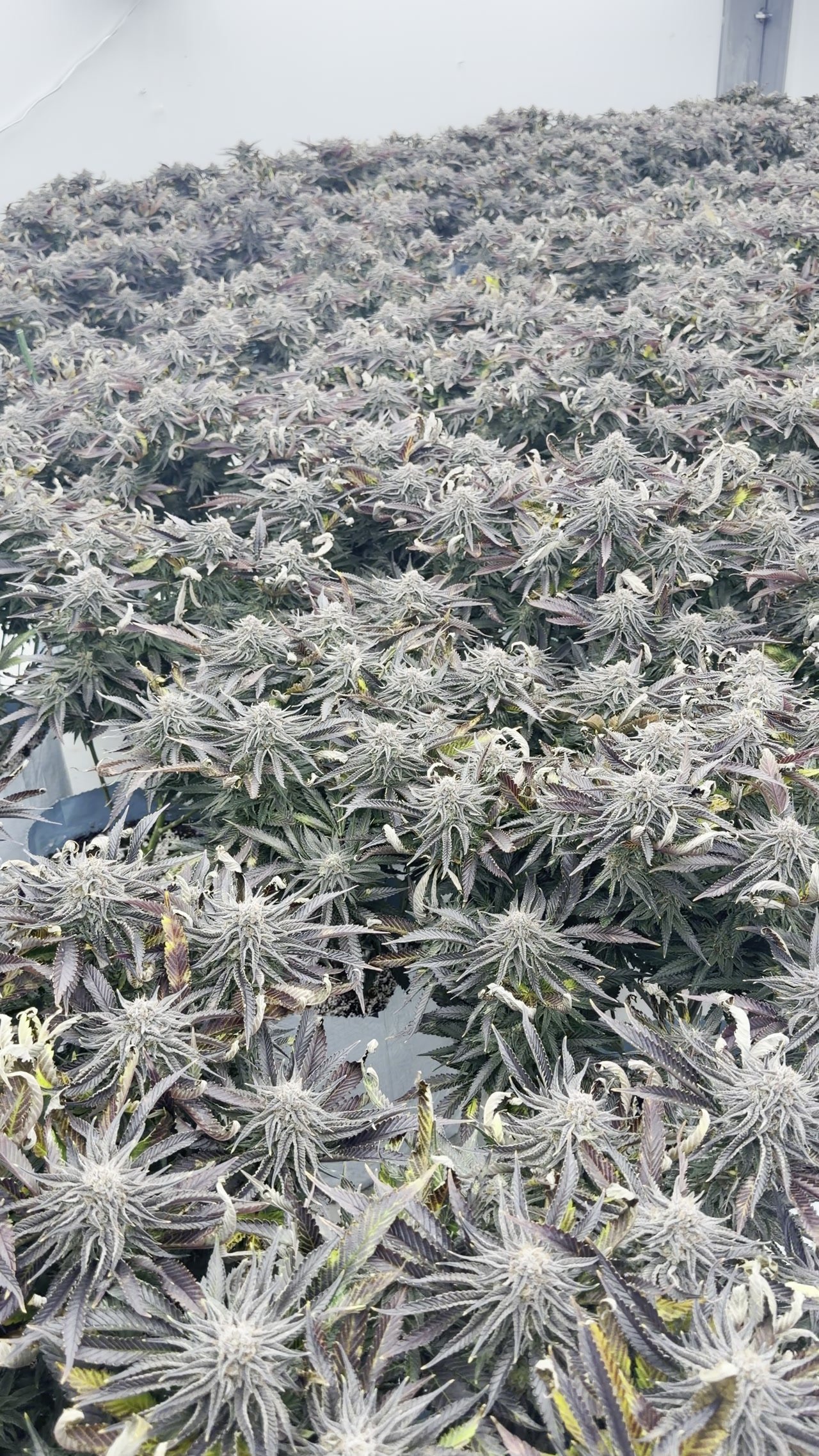 Récolte de cannabis Château Bloom